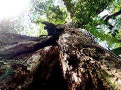 Kagoshima_Yakushima_Jyomonsugi_pixta_4408257_M
