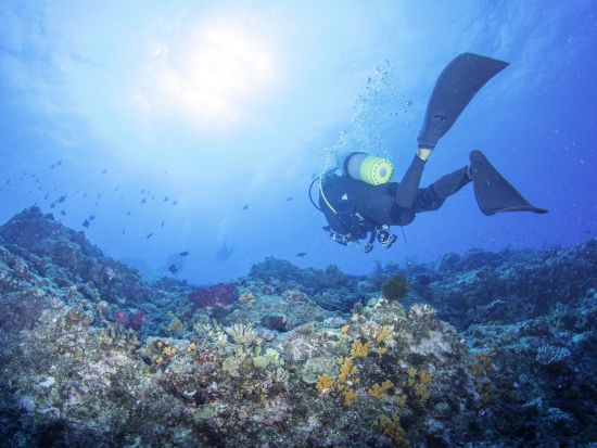 【奄美大島発】加計呂麻島 体験ダイビングツアー 絶景の海中世界をのぞいてみよう ＜ボート／1ダイブ／午前または午後＞ by ダンデライオン奄美