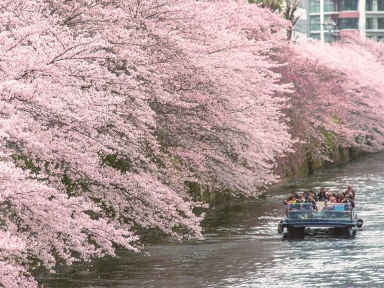 目黒川お花見クルーズ 水辺からしか見られない迫力ある桜をお楽しみに＜3月20日～4月16日／午前／70分／乗合＞