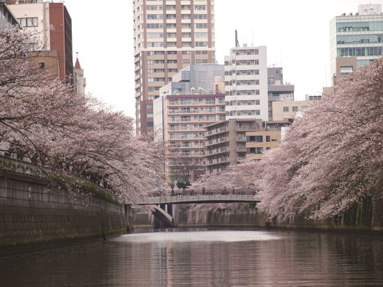 目黒川お花見クルーズ 水辺からしか見られない迫力ある桜をお楽しみに＜3月20日～4月16日／午前／70分／乗合＞