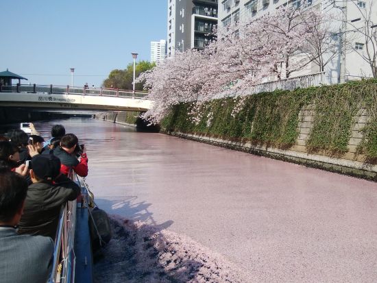目黒川お花見クルーズ 水辺からしか見られない迫力ある桜をお楽しみに＜3月20日～4月16日／午前／70分／乗合＞