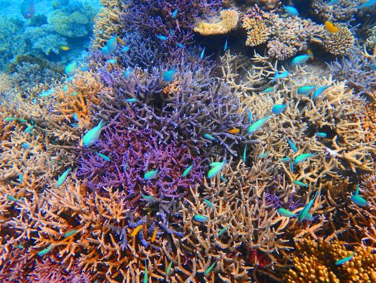 カヤマ島1日シュノーケルコース 無人島でカラフルなサンゴやお魚たちに会いに海中散歩へ出かけよう＜8時間／通年／昼食付／石垣発＞