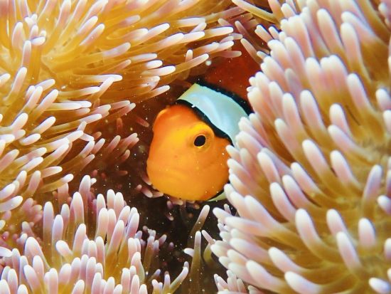 カヤマ島1日シュノーケルコース 無人島でカラフルなサンゴやお魚たちに会いに海中散歩へ出かけよう＜8時間／通年／昼食付／石垣発＞