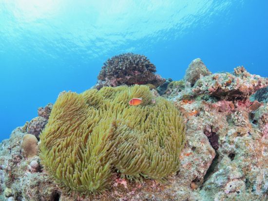 【奄美大島発】加計呂麻島 体験ダイビングツアー 絶景の海中世界をのぞいてみよう ＜ボート／1ダイブ／午前または午後＞ by ダンデライオン奄美
