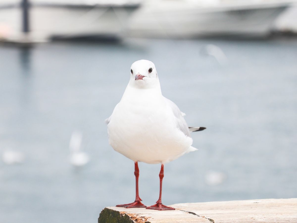 プロバードウオッチャー『鳥くん』が案内するわくわくバード