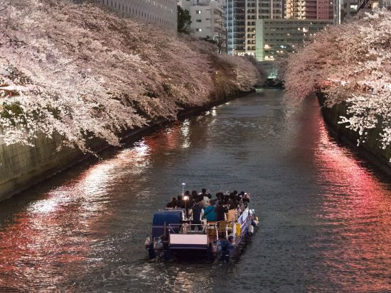 夜の目黒川お花見クルーズ 水辺からしか見られない壮観な夜桜をお楽しみに＜3月20日～4月16日／午後／70分／乗合＞