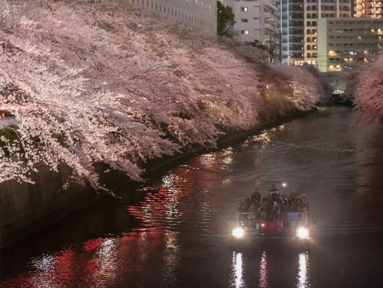 夜の目黒川お花見クルーズ 水辺からしか見られない壮観な夜桜をお楽しみに＜3月20日～4月16日／午後／70分／乗合＞