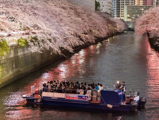 夜の目黒川お花見クルーズ 水辺からしか見られない壮観な夜桜をお楽しみに＜3月20日～4月16日／午後／70分／乗合＞