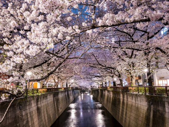 夜の目黒川お花見クルーズ 水辺からしか見られない壮観な夜桜をお楽しみに＜3月20日～4月16日／午後／70分／乗合＞