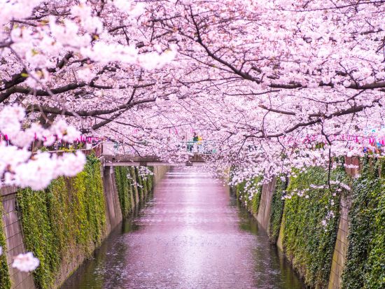 目黒川お花見クルーズ 水辺からしか見られない迫力ある桜をお楽しみに＜3月20日～4月16日／午前／70分／乗合＞