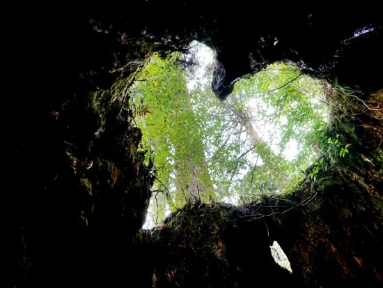 縄文杉日帰りトレッキングツアー 屋久島が誇る雄大な縄文杉を目指す往復22kmの旅 ＜宮之浦～尾之間エリア送迎可能＞ by ファウンターズ