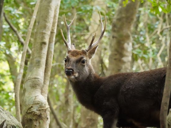縄文杉日帰りトレッキングツアー 屋久島が誇る雄大な縄文杉を目指す往復22kmの旅 ＜宮之浦～尾之間エリア送迎可能＞ by ファウンターズ