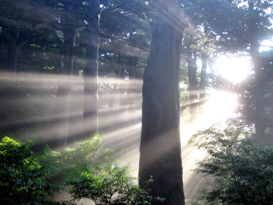 縄文杉日帰りトレッキングツアー 屋久島が誇る雄大な縄文杉を目指す往復22kmの旅 ＜宮之浦～尾之間エリア送迎可能＞ by ファウンターズ