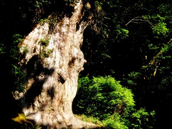 縄文杉日帰りトレッキングツアー 屋久島が誇る雄大な縄文杉を目指す往復22kmの旅 ＜宮之浦～尾之間エリア送迎可能＞ by ファウンターズ