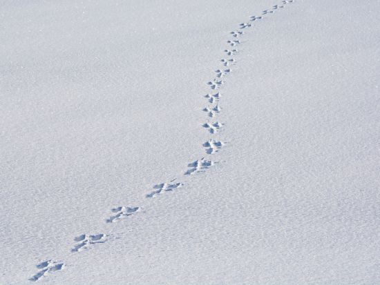 スノーシューツアー 様々な生態系を育む網走国定公園呼人半島手つかずの大自然をスノーシューで散策＆野生動物ウォッチングツアー＜1月～3月／午前中／網走市内発着＞