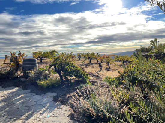 現地ソムリエ監修のワイナリーツアー！AVAサンタ・クルーズ・マウンテンズ ＜貸切／日本語ドライバーガイド／定員1～7名／6時間／空港発OK＞