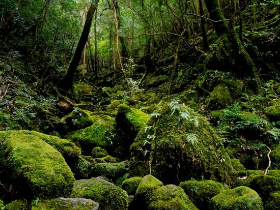 白谷雲水峡トレッキングツアー 太鼓岩コース＜宮之浦～尾之間エリア送迎可＞ by ファウンターズ