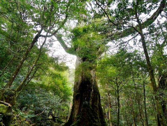 白谷雲水峡トレッキングツアー 太鼓岩コース＜宮之浦～尾之間エリア送迎可＞ by ファウンターズ