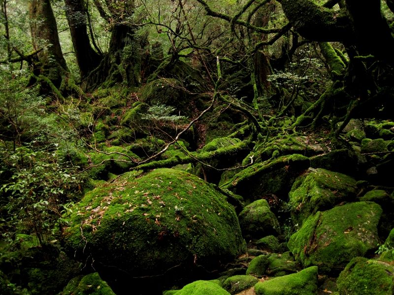 kokemusumori (2)