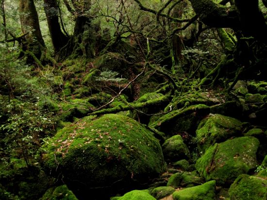 白谷雲水峡（苔むす森）半日トレッキングツアー ＜宮之浦～尾之間エリア送迎可＞ by ファウンターズ