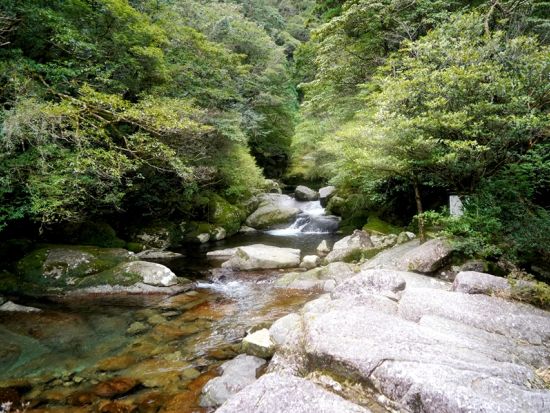 白谷雲水峡（苔むす森）半日トレッキングツアー ＜宮之浦～尾之間エリア送迎可＞ by ファウンターズ