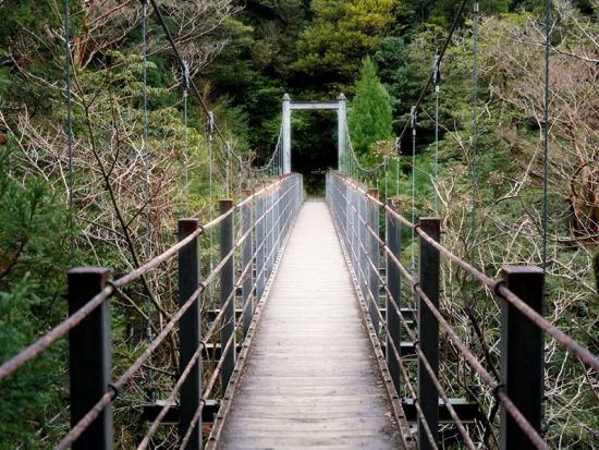 白谷雲水峡（苔むす森）半日トレッキングツアー ＜宮之浦～尾之間エリア送迎可＞ by ファウンターズ