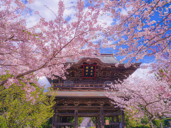 Japan_Kanagawa_Kamakura_Kenchoji_CherryBlossom
