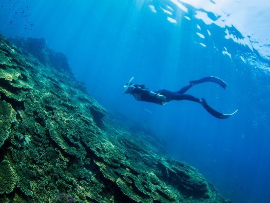 【ライセンス取得コース】 PADIフリーダイバーコースまたはアドバンスドフリーダイバーコース＜2日間／日本語スタッフ＞by オールブルー