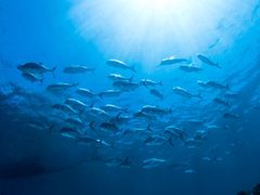 Cebu Island_Giant trevally_pixta_16545133_M