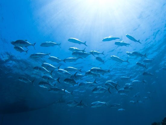 ファンダイビング マクタン島周辺または離島（ヒルトゥガン、オランゴ、ナルスアン島）＜ボート／2ダイブ＞by オールブルー