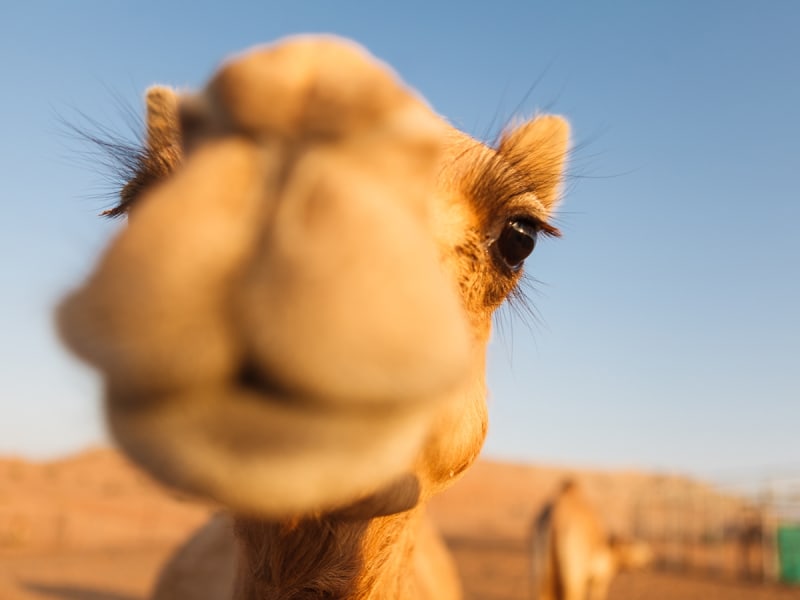 UAE_Dubai_Desert_Camel_shutterstock_412939336