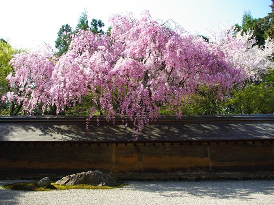 F 龍安寺(桜)
