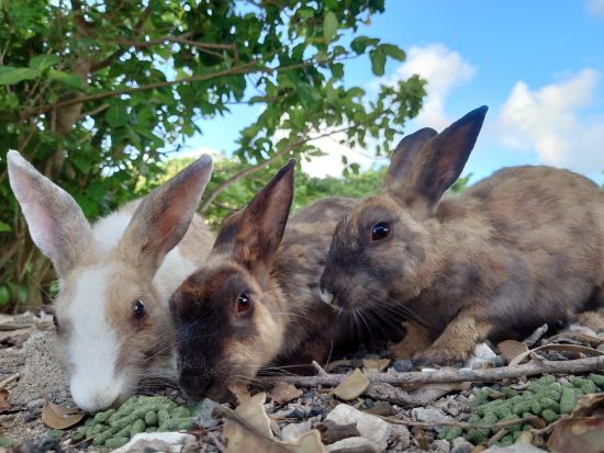 無人島カヤマ島＋幻の島へ上陸 1日で人気の2島をめぐるツアー！エメラルドブルーの海に囲まれた無人島で思い思いの時間を満喫＜通年／2名から／石垣発＞