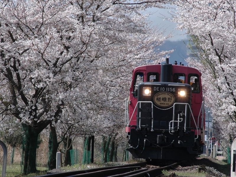 S.SW 嵯峨野観光鉄道 桜①