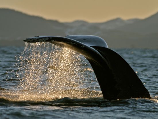 -Chatham_sound_HB_ID_068