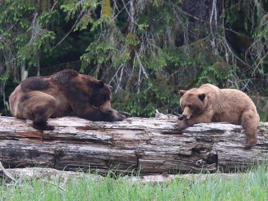 グリズリーベア観察　クルージングツアー ＜5～7月／昼食付き／英語ガイド／プリンス・ルパート発＞