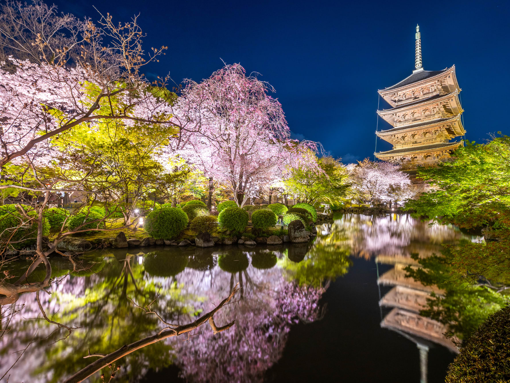 ライトアップ/夜桜 (桜・お花見の国内アクティビティ特集2023) | 日本