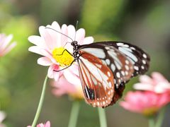 pixta_89310385_アサギマダラ