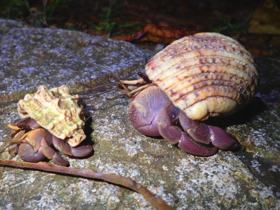 【宮古島】送迎相談可《星空の下で夜のジャングル探検！ナイトサファリツアー》追加料金なし｜全額返金保証｜写真無料サービス付｜0歳