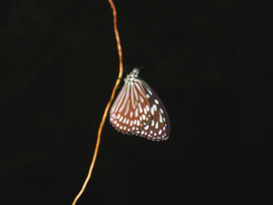 【宮古島】送迎相談可《星空の下で夜のジャングル探検！ナイトサファリツアー》追加料金なし｜全額返金保証｜写真無料サービス付｜0歳