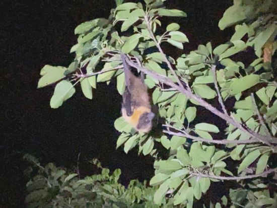 【宮古島】送迎相談可《星空の下で夜のジャングル探検！ナイトサファリツアー》追加料金なし｜全額返金保証｜写真無料サービス付｜0歳