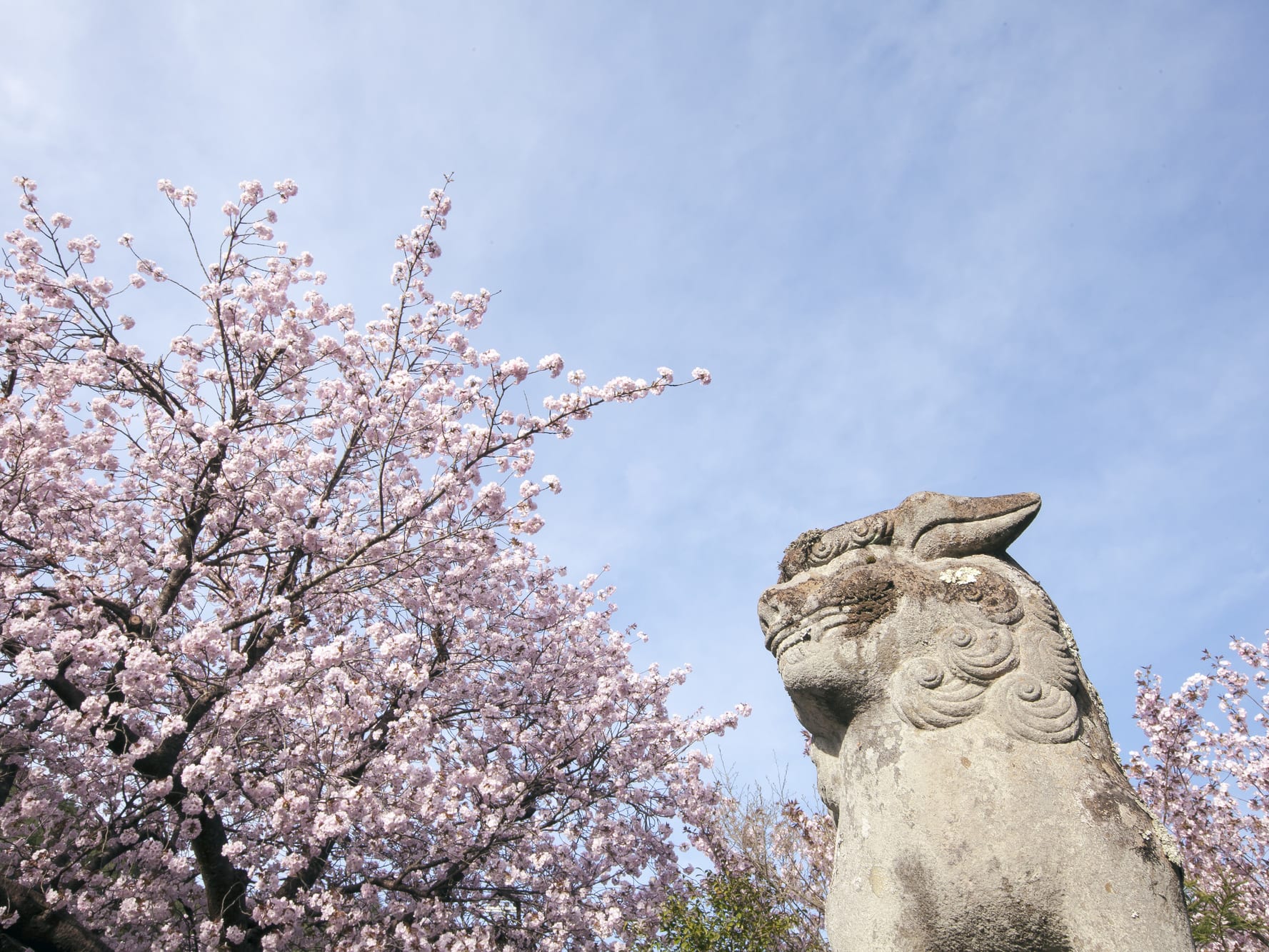 貸切観光タクシーで巡る 美山・京北の桜旅！その日の一番見頃な桜をご案内＜2023 4 8～4 20／美山・京北＞by 興進タクシー 京都の