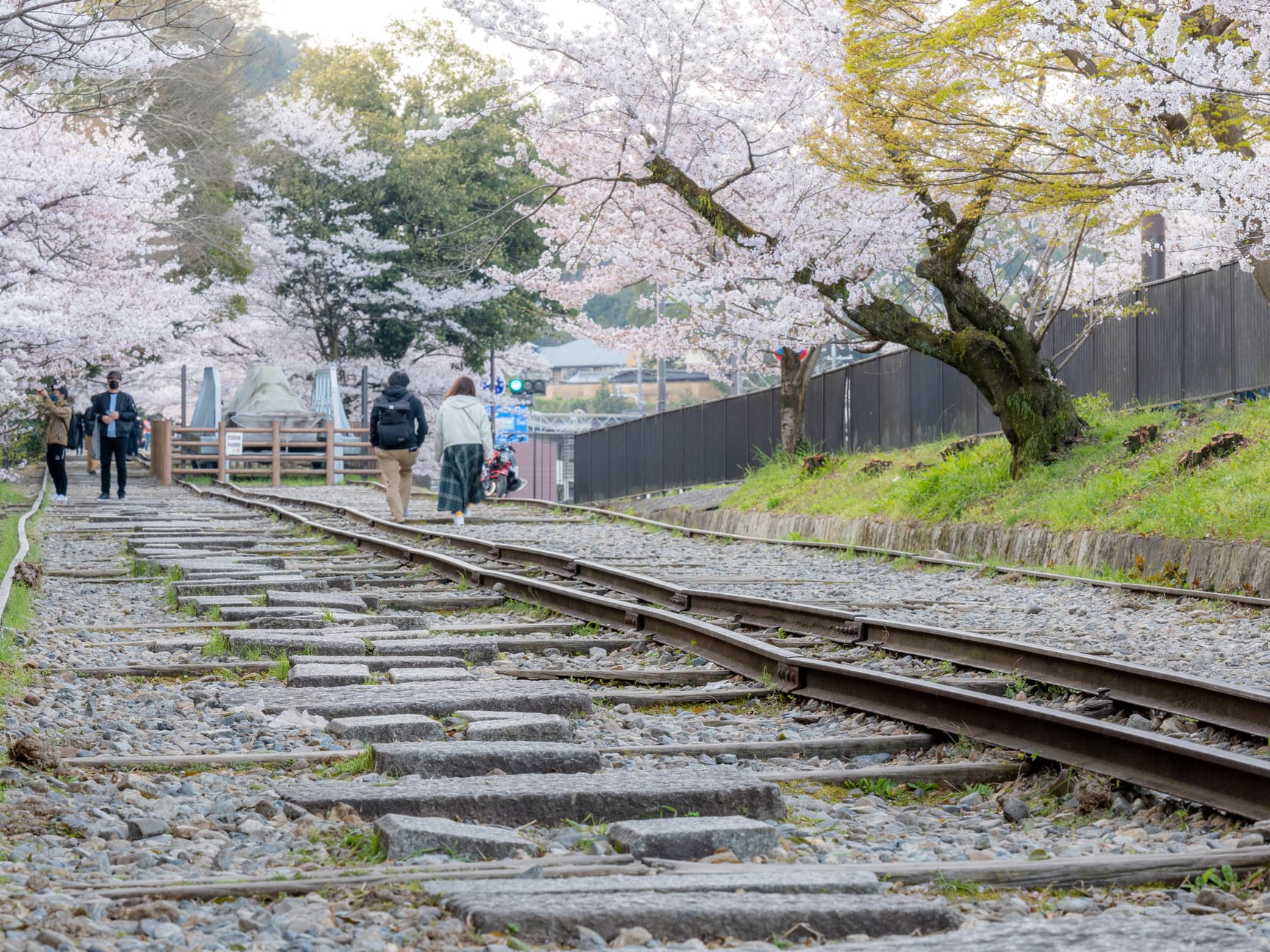 貸切観光タクシーで巡る京都の桜旅～京都御所・毘沙門堂・仁和寺 他～その日の一番見頃な桜をご案内 ＜4 1～4 30／京都市＞by 興進タクシー