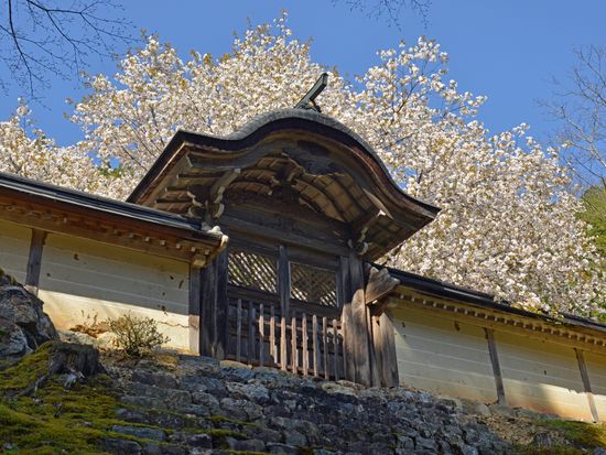 pixta_86426448_常照皇寺の桜 jyoshokoji