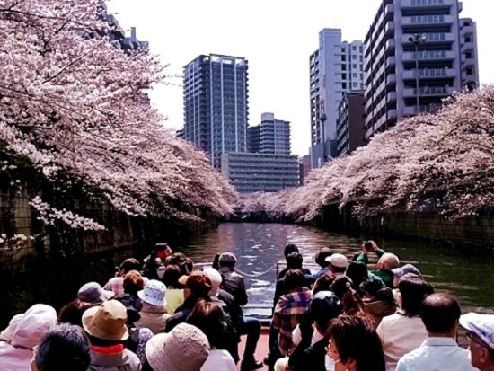 目黒川お花見クルーズ 水辺からしか見られない迫力ある桜をお楽しみに＜3月20日～4月16日／午前／70分／乗合＞