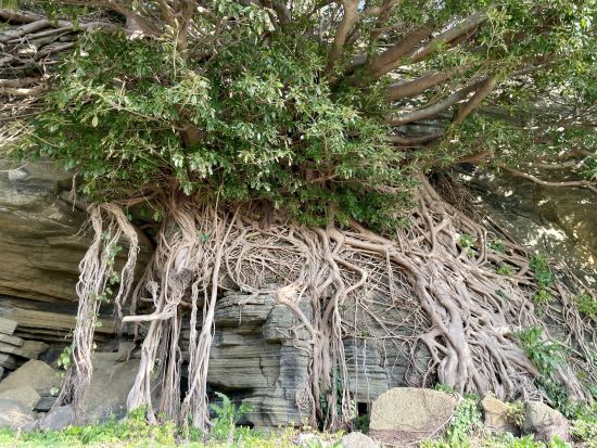 嵯峨島をこよなく愛する烏山ガイドと行く！嵯峨島半日トレッキングツアー　『日本の秘境100選』に選ばれている2つの火山が結合した島へ！＜福江島・五島市＞ by凹凸