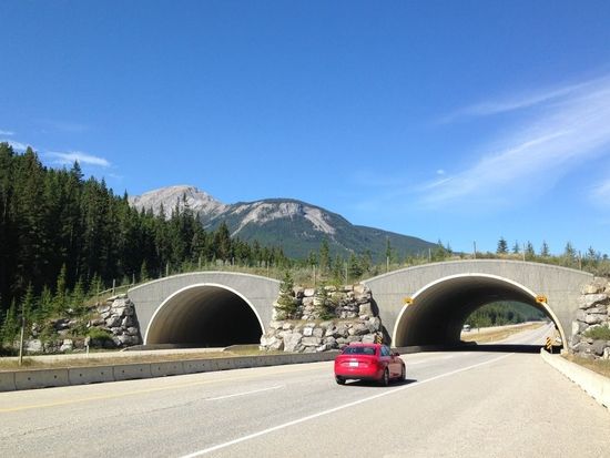 Animal Overpass