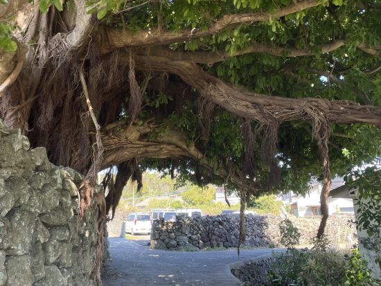 貸切観光タクシー　朝ドラロケ地めぐり　大浜アコウの木＋富江黒瀬漁港＋大瀬崎灯台＋高浜海水浴場＋水ノ浦教会＋魚津ヶ崎公園＜6時間／福江島・五島市＞by五島タクシー