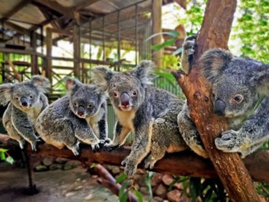 Rainforestation-Koalas-400x284
