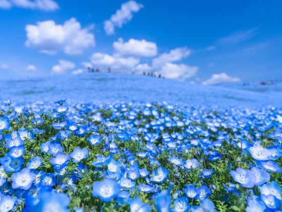 【昼食弁当付＆全日出発可】二大絶景満喫 日帰りバスツアー！青いネモフィラで埋め尽くされるひたち海浜公園とあしかがフラワーパークの大藤を鑑賞＜4/18～5/3 ＞